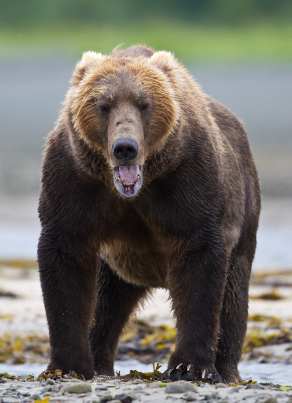 Grizzly Bear